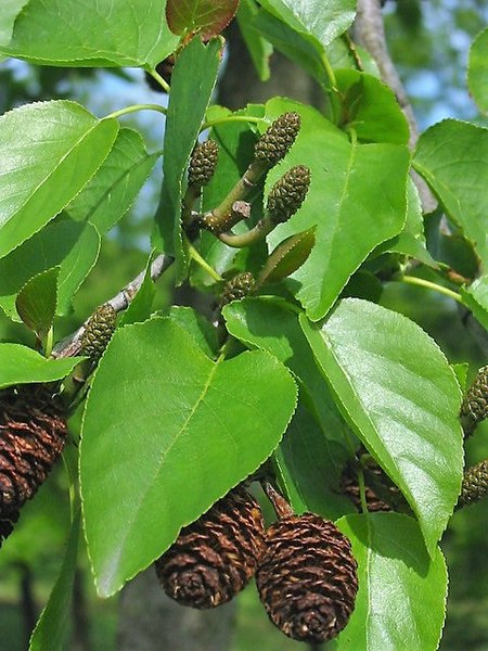 Alnus cordata - Italian Alder