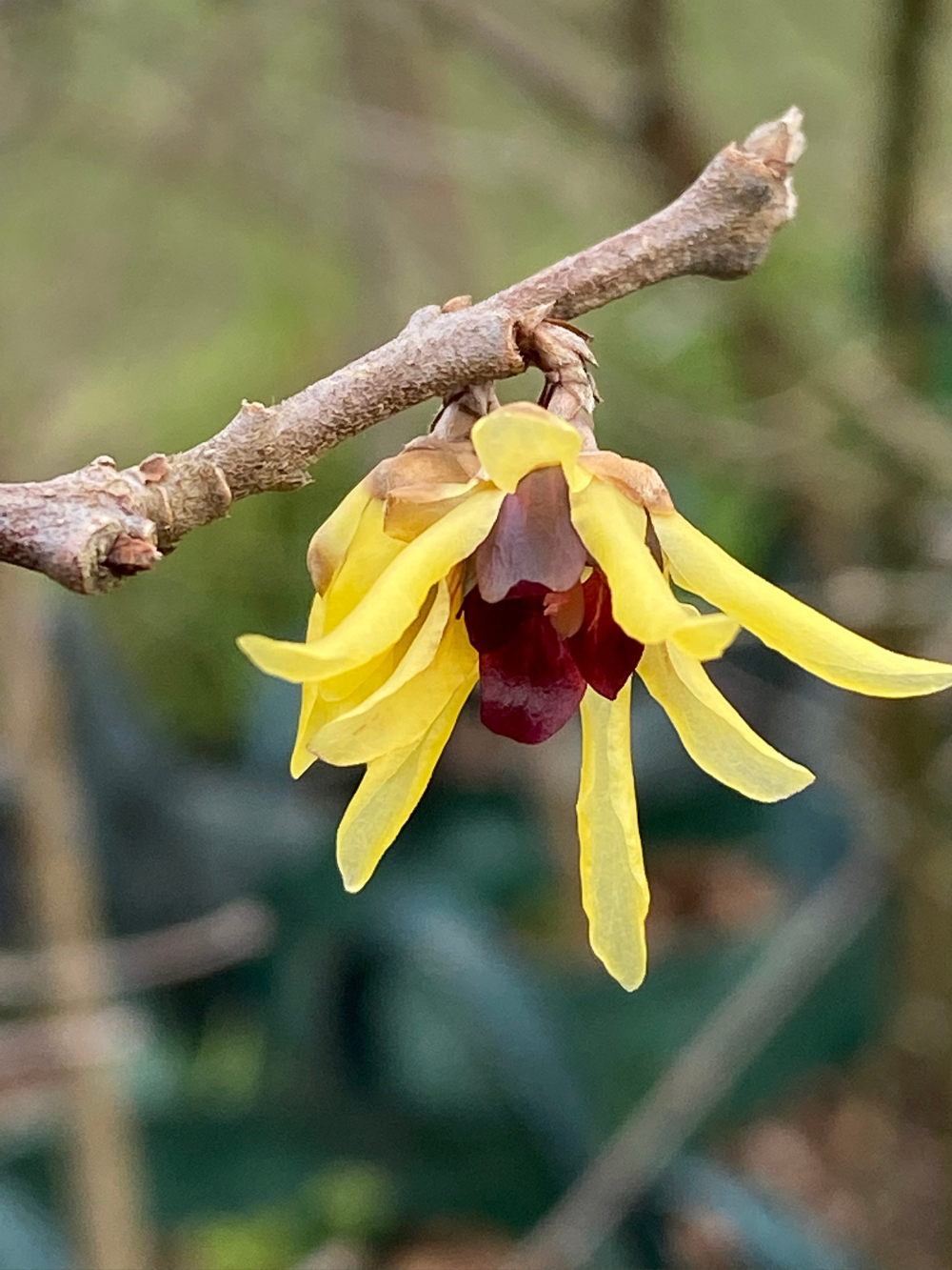 Chimonanthus praecox - Wintersweet