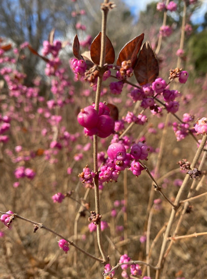 Symphoricarpos orbiculatus - Coralberry