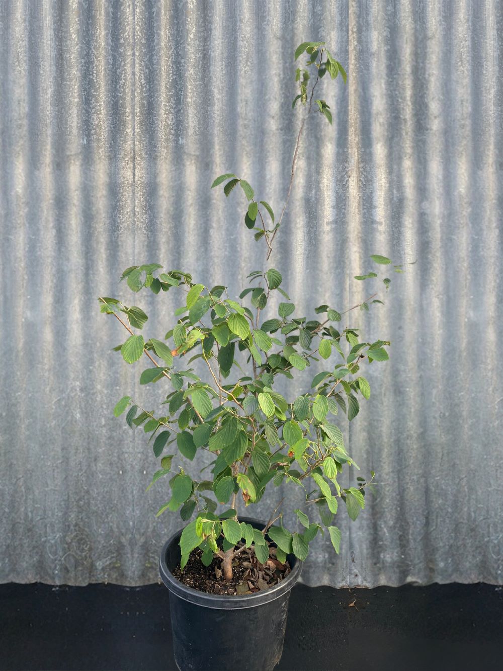 Corylopsis sinensis Chinese Winter Hazel in 400mm pot for sale