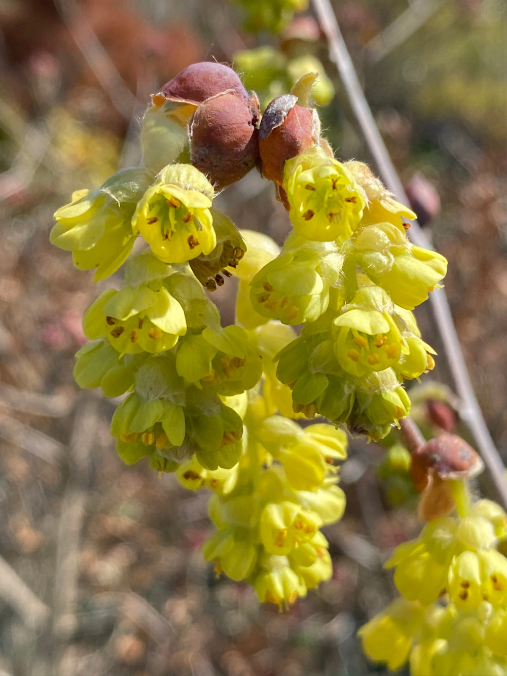 chinese winter hazel flower