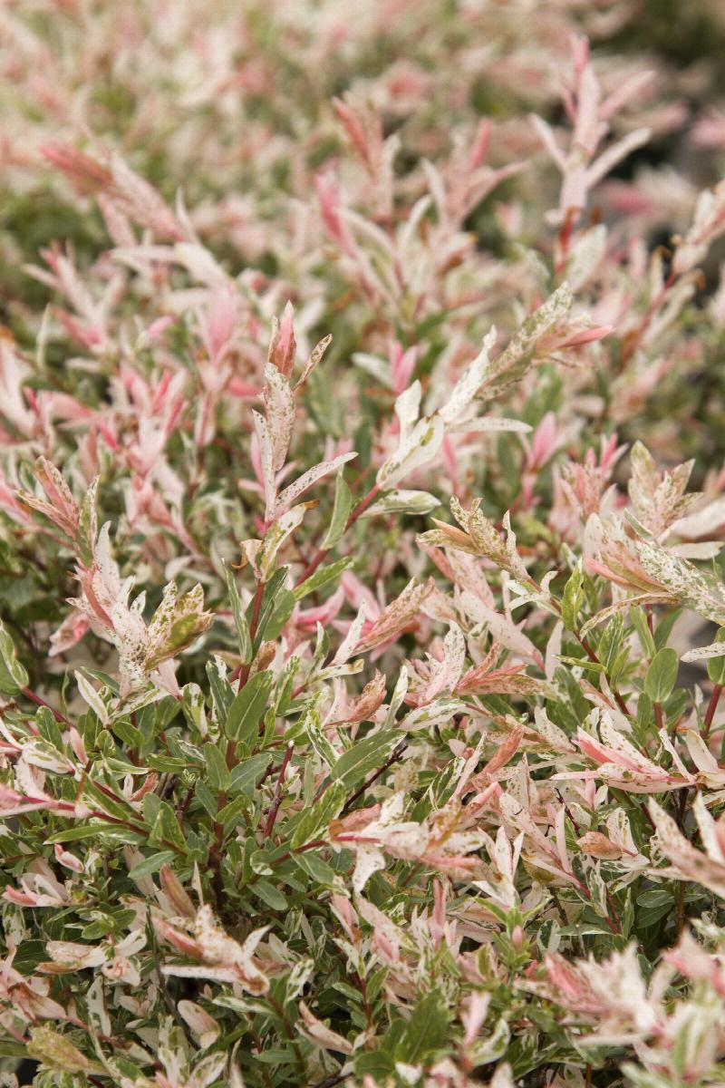 Salix intergra "Hakuro Nishiki' - Dabbled Willow