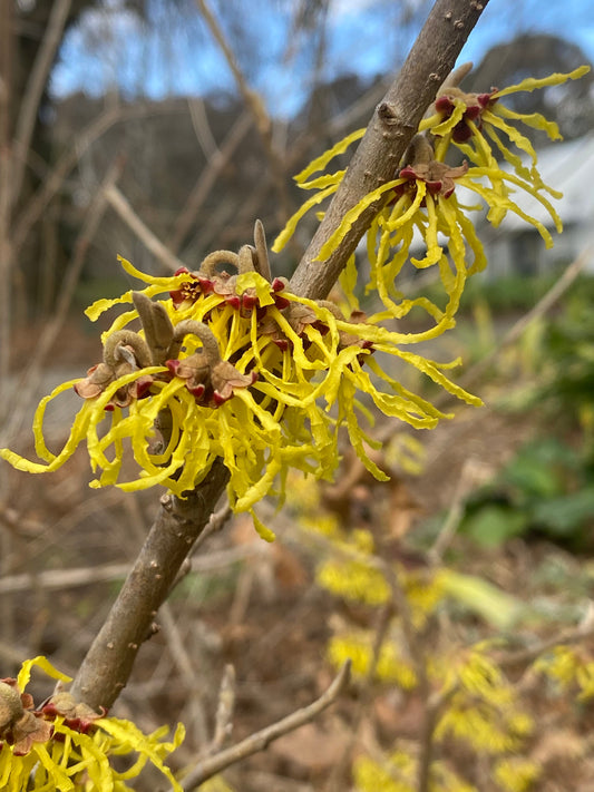 Hamamelis x intermedia 'Arnolds Promise' - Witch Hazel 'Arnold Promise'