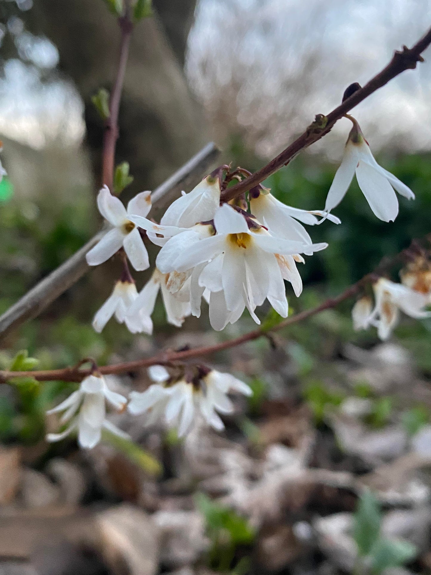 Abeliophyllum distichum - White Forsythia