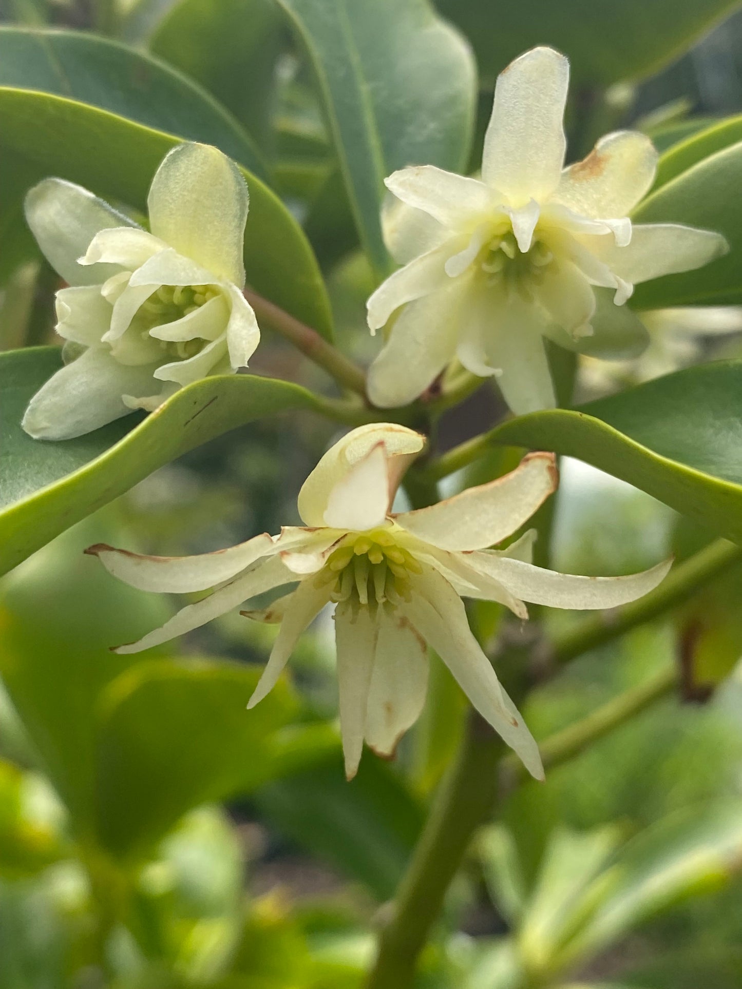 Illicium anisatum - Japanese Anise