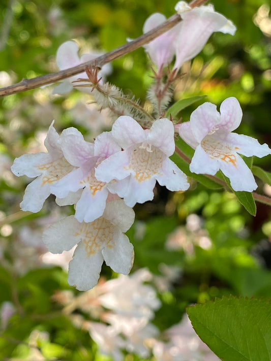 Kolkwitzia amabilis - Beauty Bush