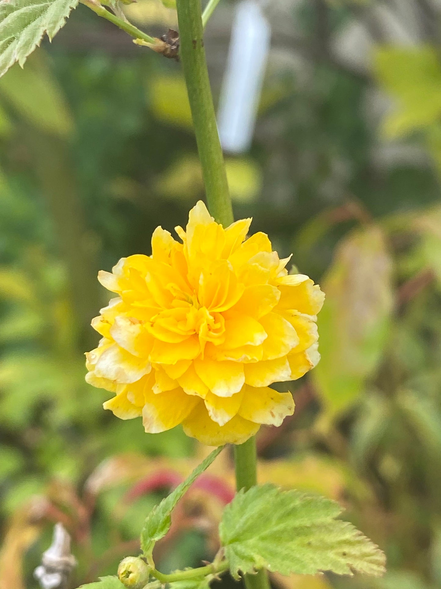 Kerria japonica 'Flore Pleno' - Japanese Rose