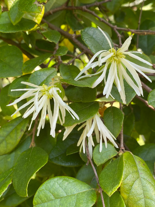 Loropetalum chinensis - Chinese Fringe Flower