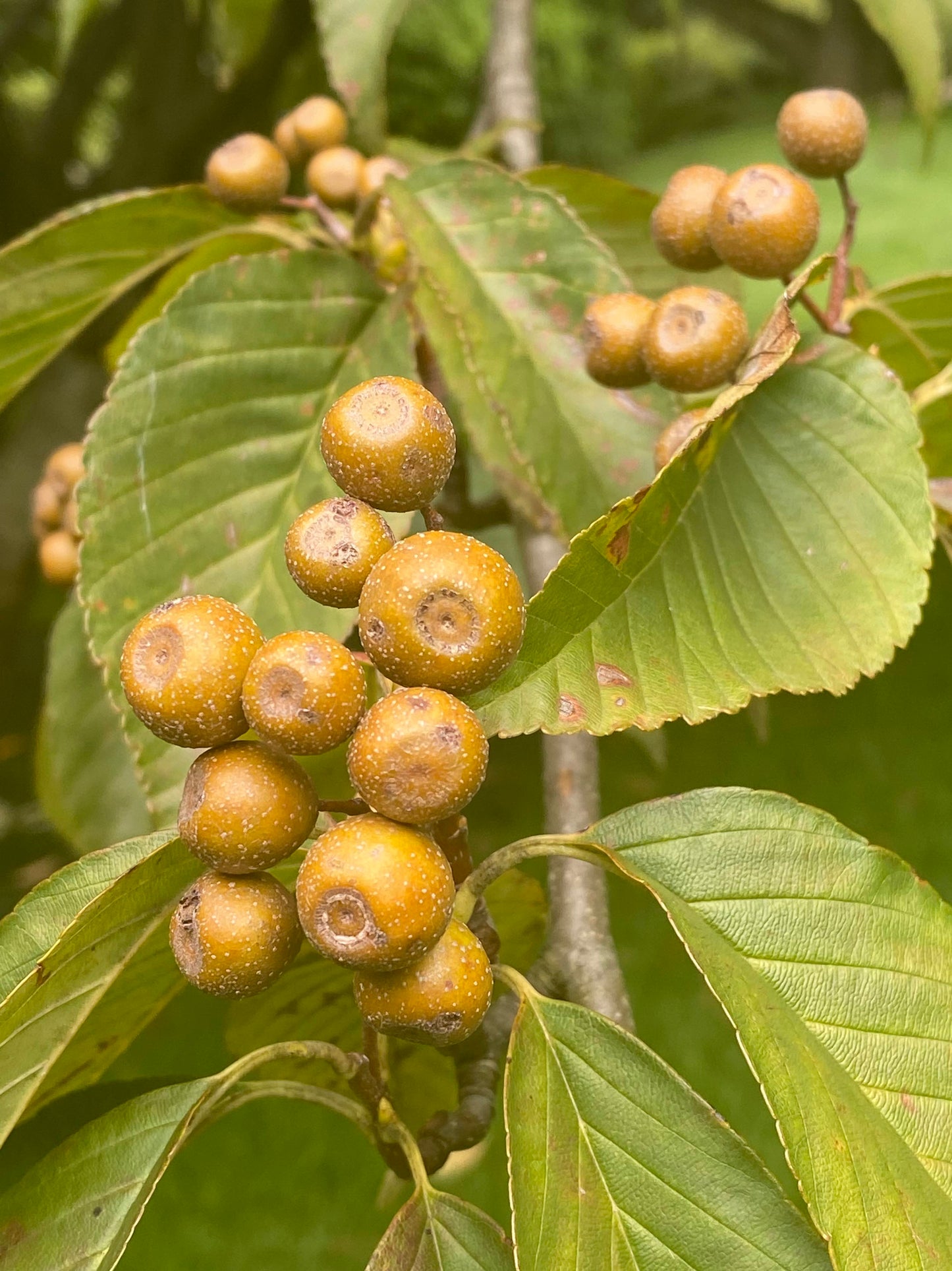 Wilsonaria megalocarpa (Syn: Sorbus megalocarpa) - Large-leaved Rowan