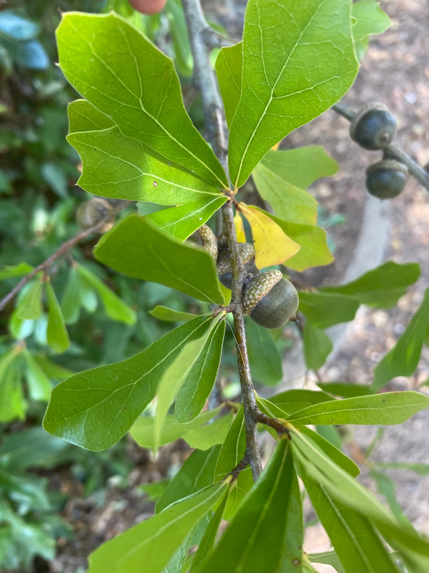 Quercus nigra - Water Oak