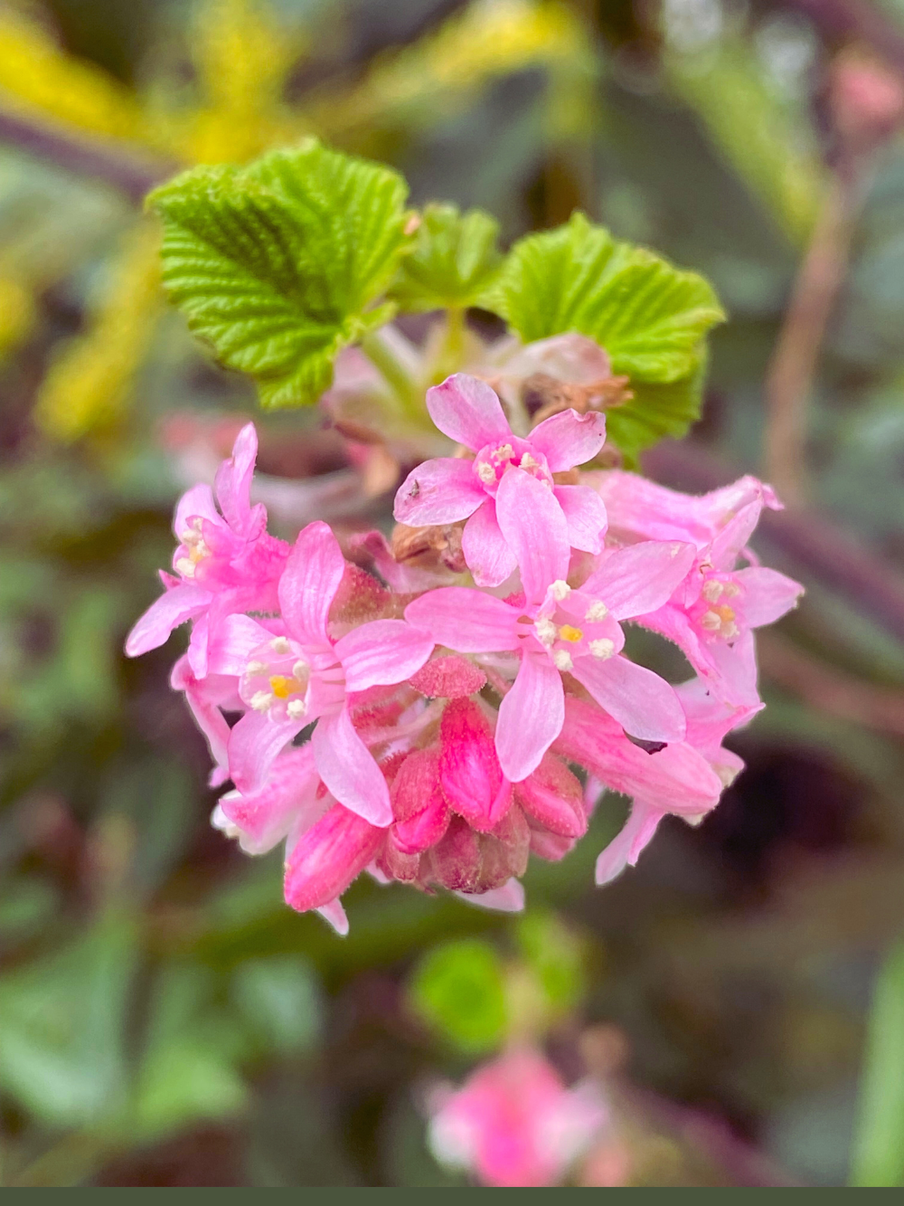 flowers of ribes sanguineum