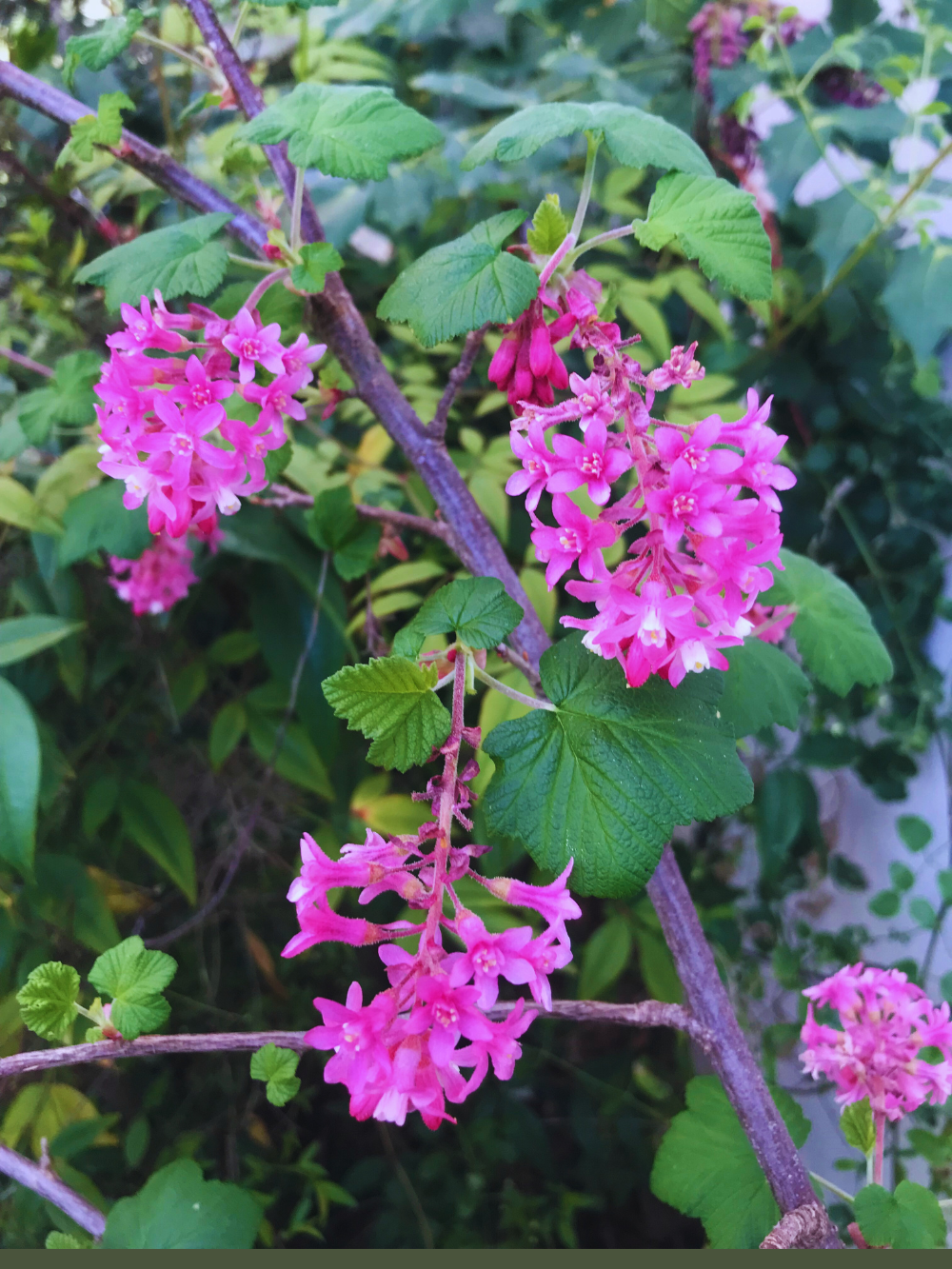 flowers of flowering currant