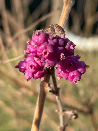 Symphoricarpos orbiculatus - Coralberry