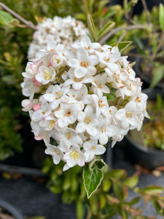 Viburnum × burkwoodii - Burkswood Viburnum