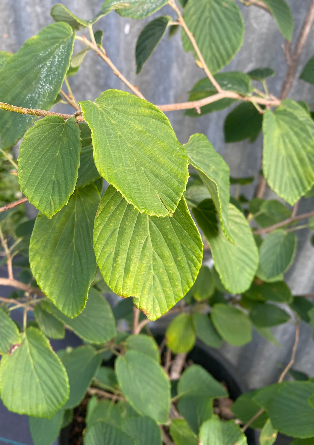 Corylopsis sinensis - Chinese Winter Hazel