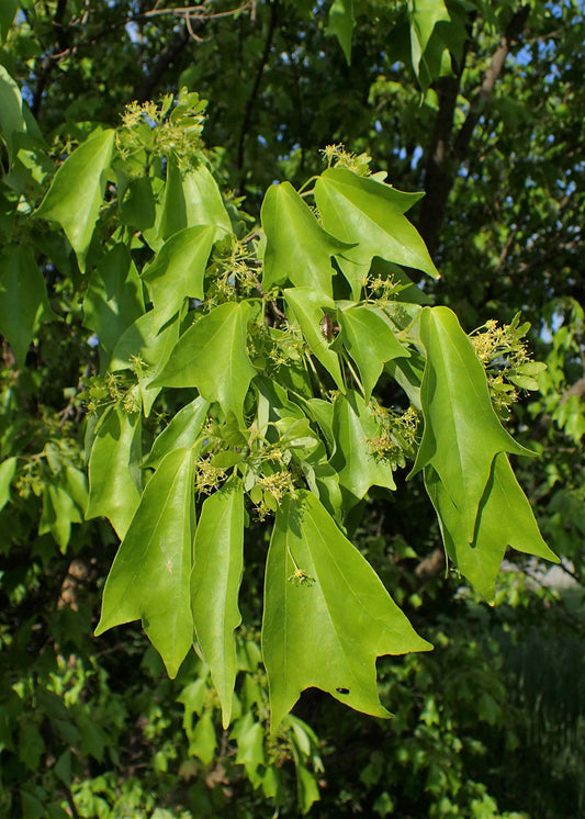 Acer buergerianum - Trident Maple