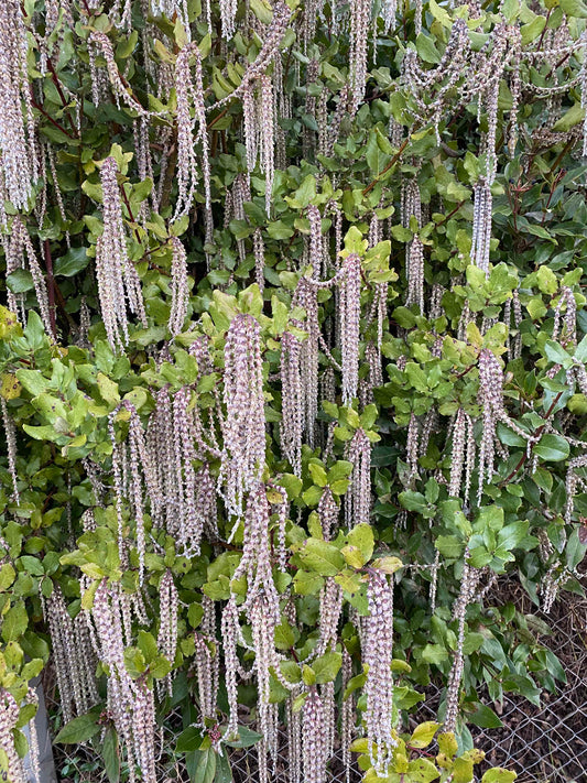 Garrya elliptica 'James Roof' - Silk Tassel Bush 'James Roof'