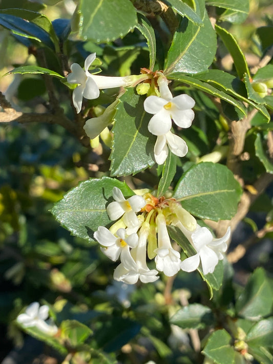 Osmanthus delavayi - Chinese Osmanthus