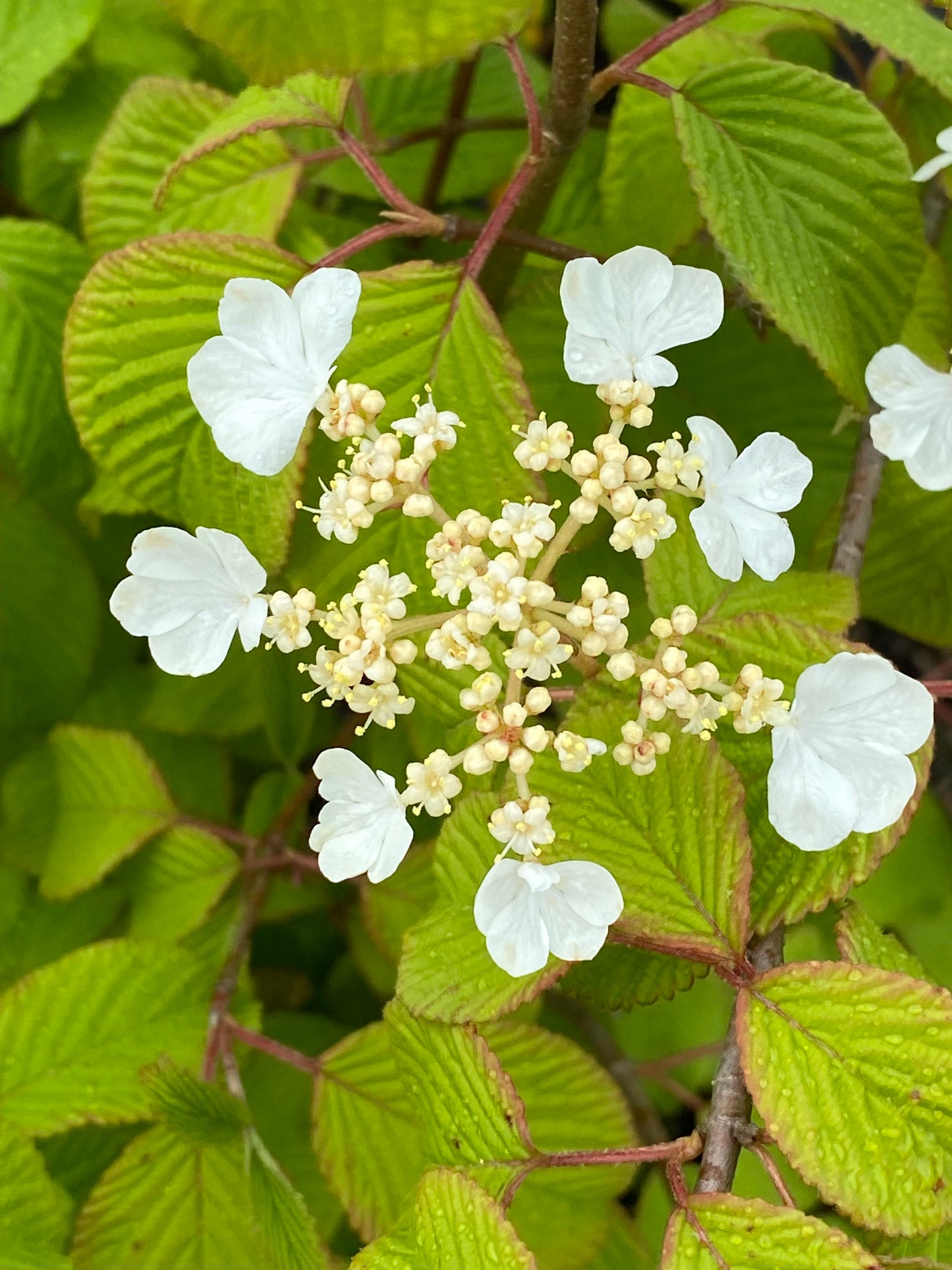 Viburnum plicatum var. tomentosum - Doublefile Viburnum