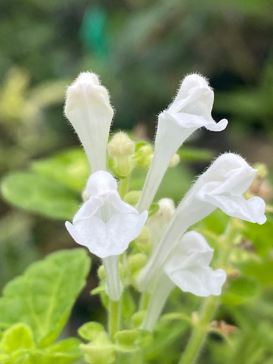 Scutellaria indica var. parvifolia ‘Alba’