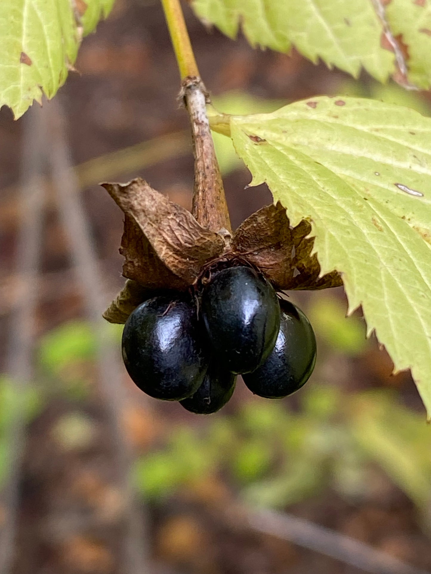 Rhodotypos scandens - Jetbead