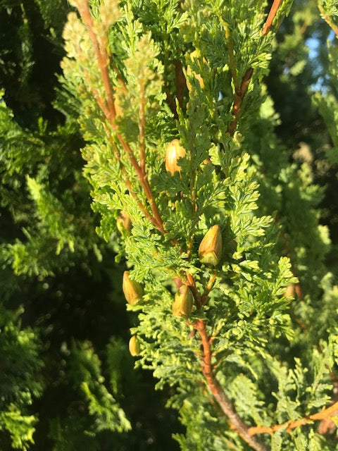 Austrocedrus chilensis - Chilean Cedar