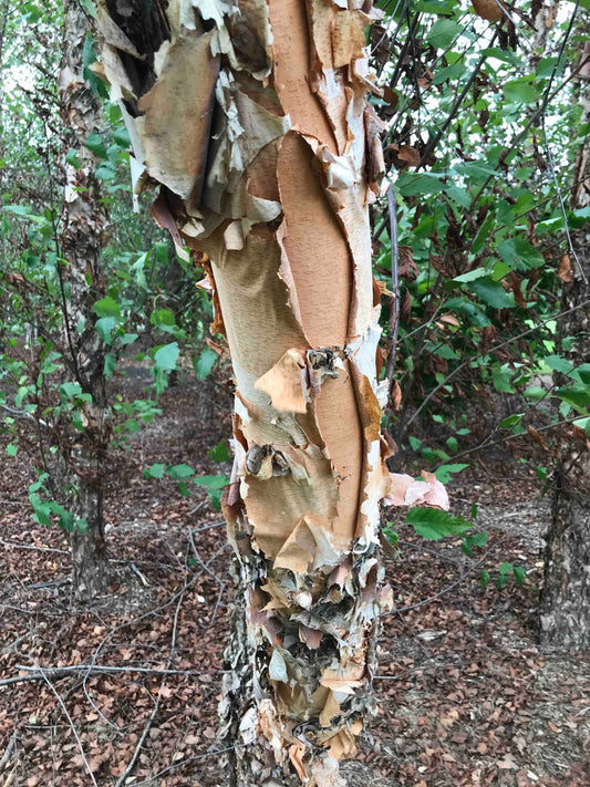 Betula nigra - River Birch