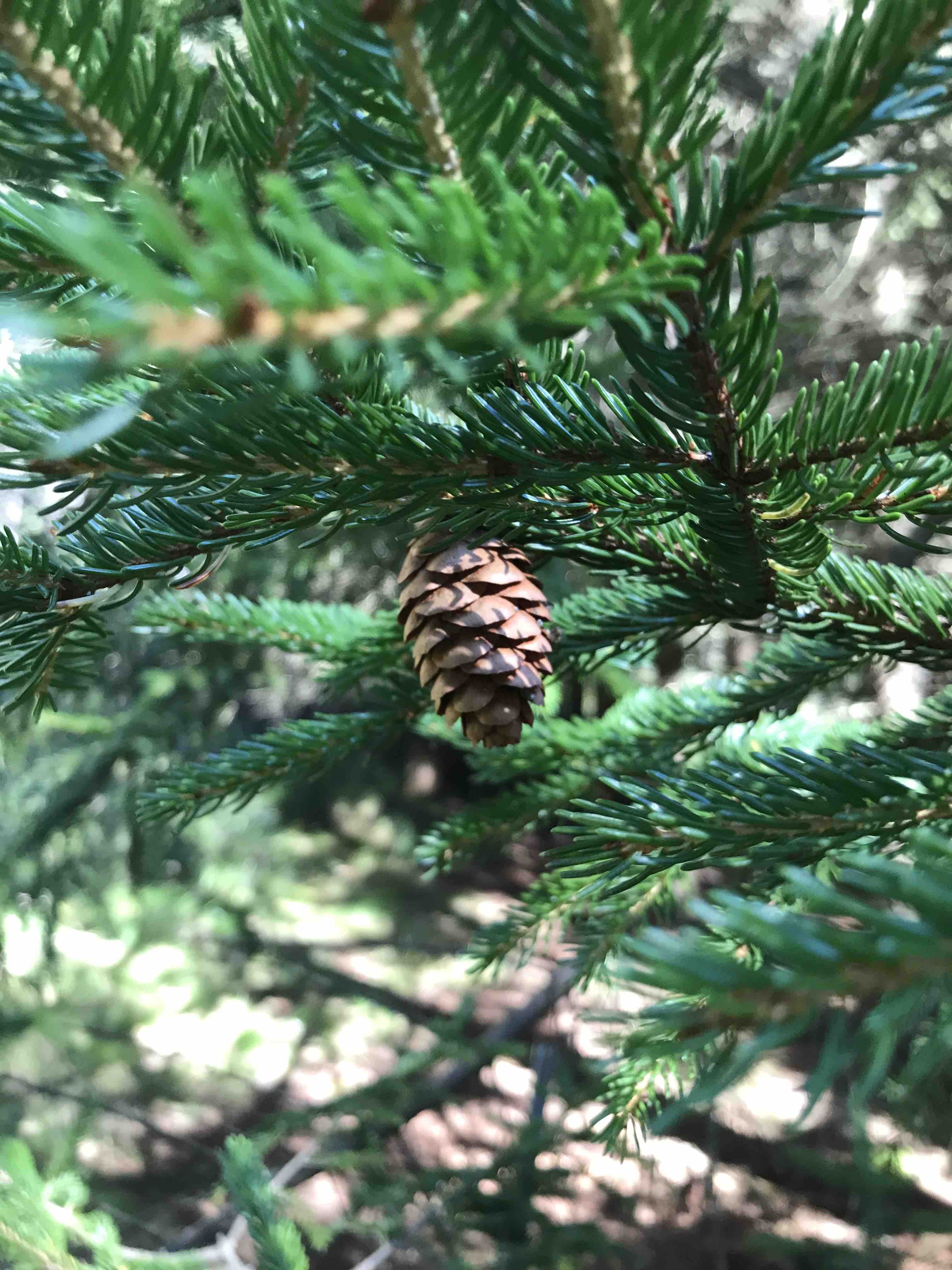 Picea rubens - Red Spruce – Elswood Rare Plants