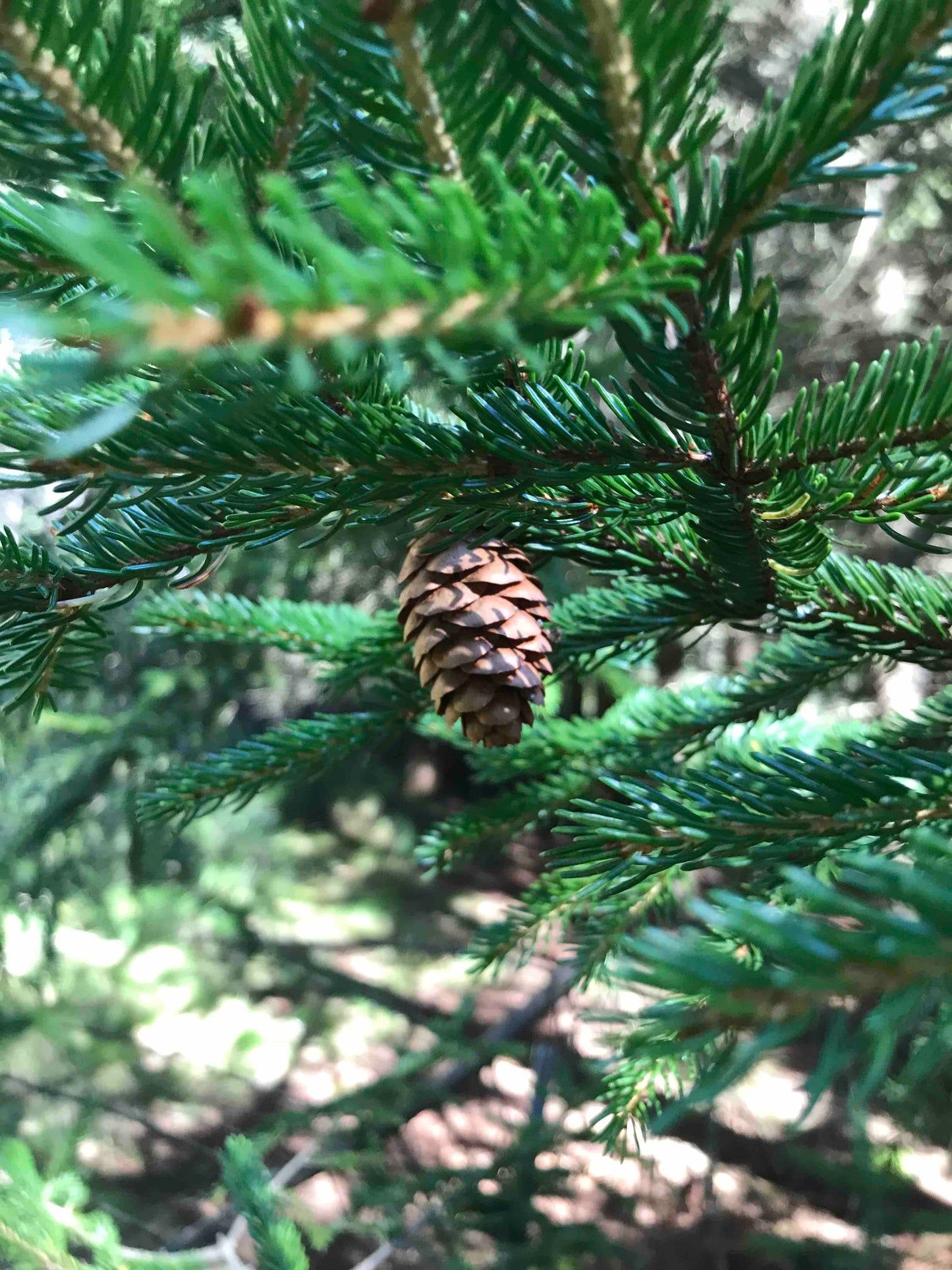 Picea rubens - Red Spruce