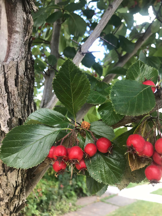 Crataegus crus-galli - Cockspur Hawthorn