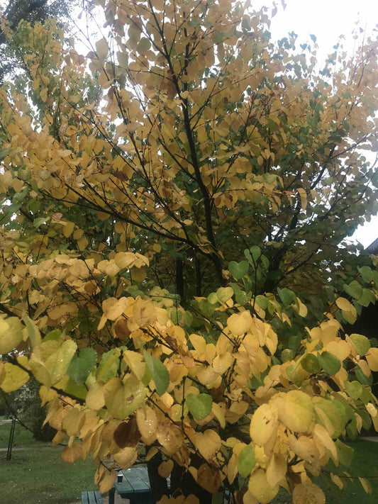 Cercidiphyllum japonicum - Katsura Tree