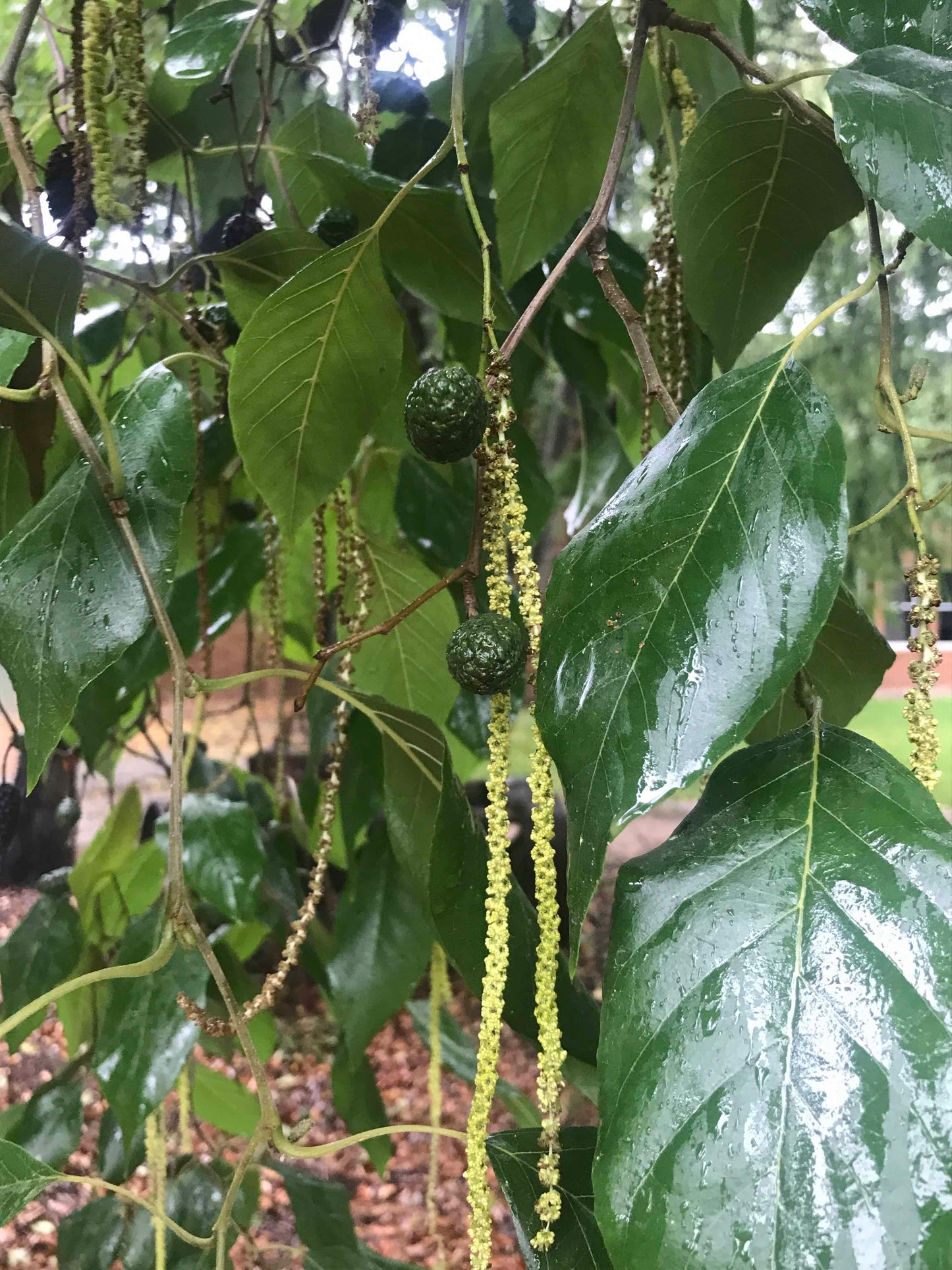 Alnus nepalensis - Nepalese Alder